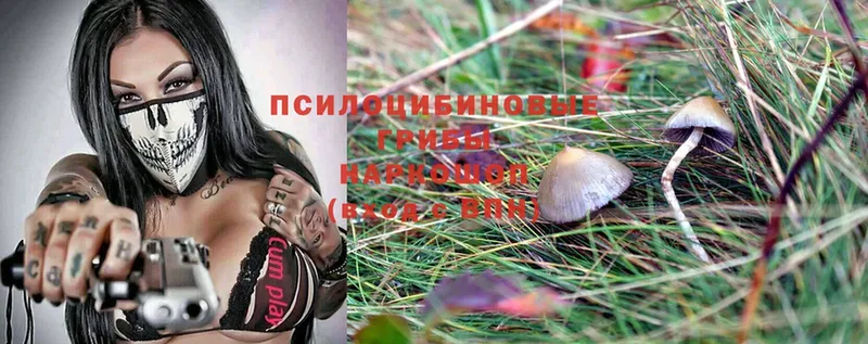 Галлюциногенные грибы Psilocybine cubensis  цены наркотик  дарк нет как зайти  Берёзовский 